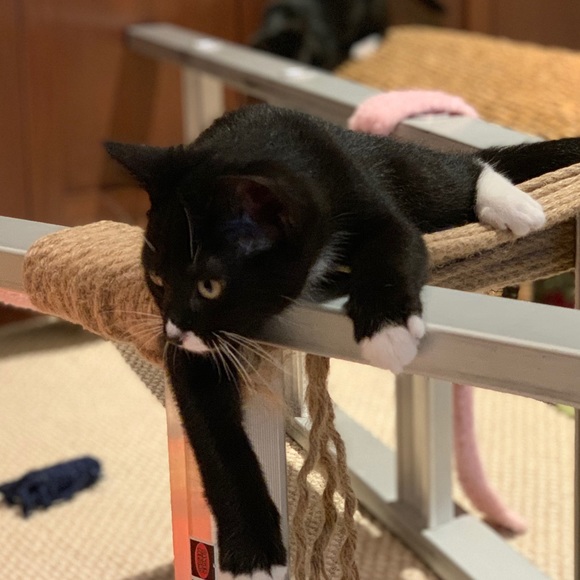 Meet your Posher, Lisa - Picture 4 of 5